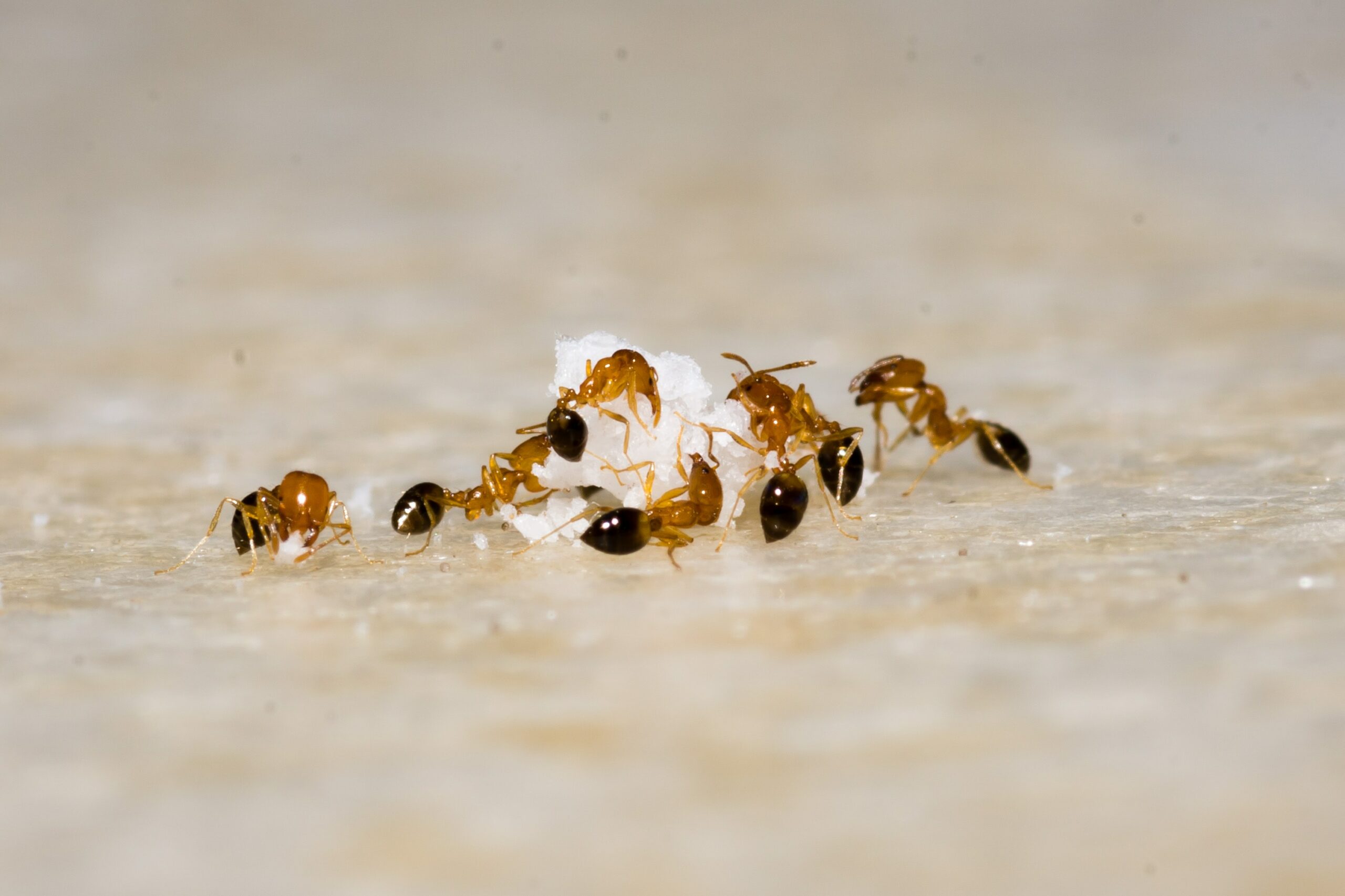 Ameisen an einem Lebensmitel